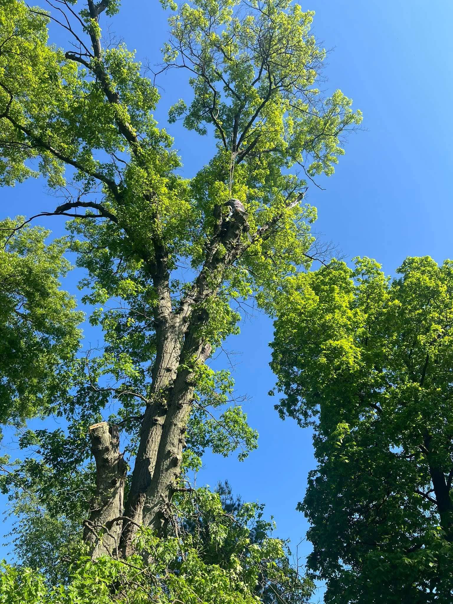 trees